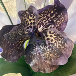 光触媒　人工観葉植物　ウォールグリーン　フェイクグリーン　胡蝶蘭とオーキッド３本 7枚目の画像