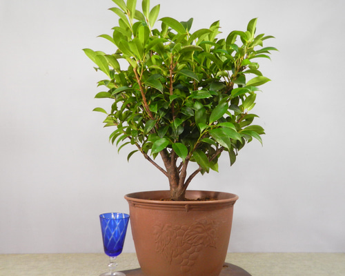 サカキ ☆ENGEI ichioki☆榊・サカキ・鉢物8号鉢◇丈夫な樹種です