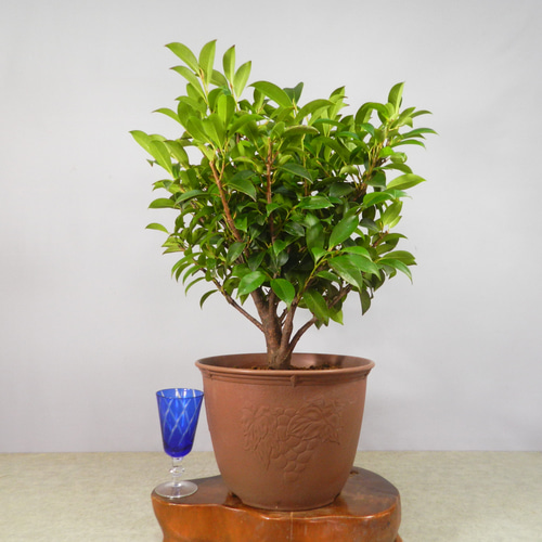 盆栽　サカキ　樹高40cm 植木 盆栽 サツキ」の人気商品一覧 | 安い商品を通販サイトから探す