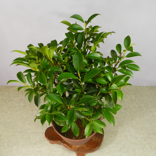 サカキ ☆ENGEI ichioki☆榊・サカキ・鉢物8号鉢◇丈夫な樹種です