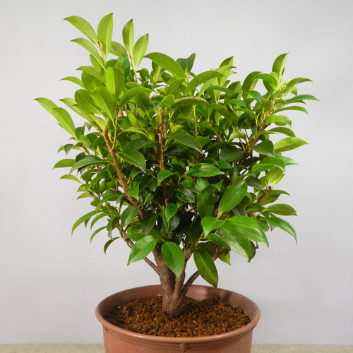 サカキ カワサキ（KAWASAKI）2012年 Ninja ZX-10R ABS・カラーチェンジ