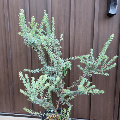 グレビレア グレープ オージープランツ ネイティブフラワー グレープ グレビレア 🍇 1周年イベントでの目玉の1つは 🍇グレープ グレビレア🍇でした