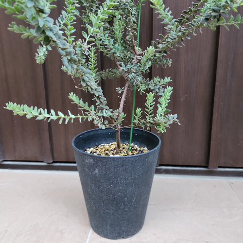 グレビレア グレープ オージープランツ ネイティブフラワー グレープ グレビレア グレビレア ジョンエバンス グレヴィレア ネイティブ プランツ