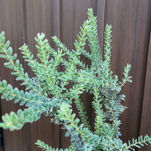 グレビレア グレープ オージープランツ ネイティブフラワー グレープ グレビレア グレビレア ジョンエバンス グレヴィレア ネイティブ プランツ