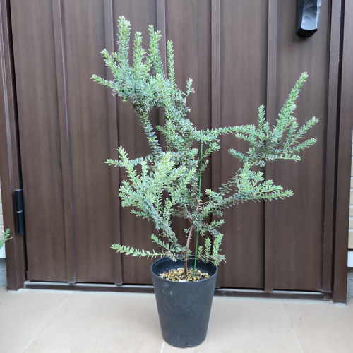 グレビレア アルピナ 鉢植え ネイティブフラワー レア品種 ロック