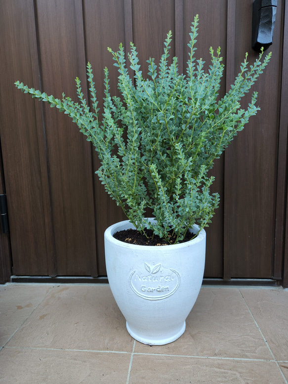 大きめ ブルーアイス コニファー テラコッタ鉢植え苗 クリスマス