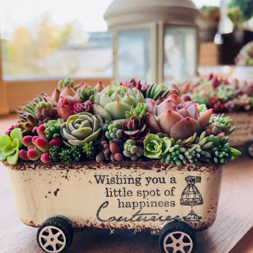 オーダー承ります 多肉植物寄せ植え そのまま飾れる ちまちま寄せ 多肉