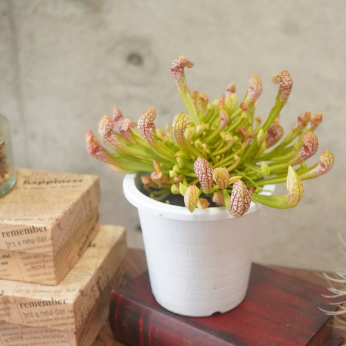 食虫植物　4種種7株 カラフルな食虫植物！サラセニア”スカーレットベル”群生株・4号