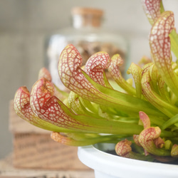 カラフルな食虫植物！サラセニア”スカーレットベル”群生株・4号鉢◇食
