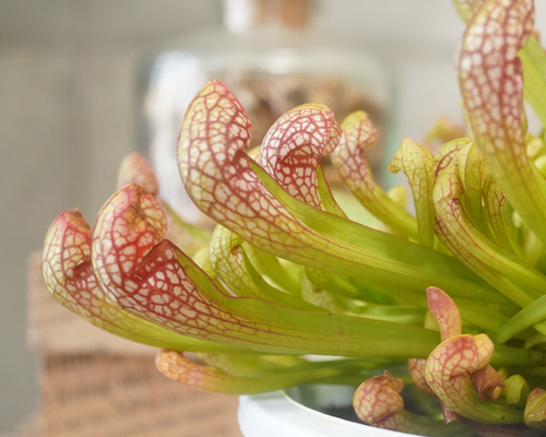 食虫植物 サラセニア 4寸鉢 | 鉢花・花苗 | 橋本種苗園