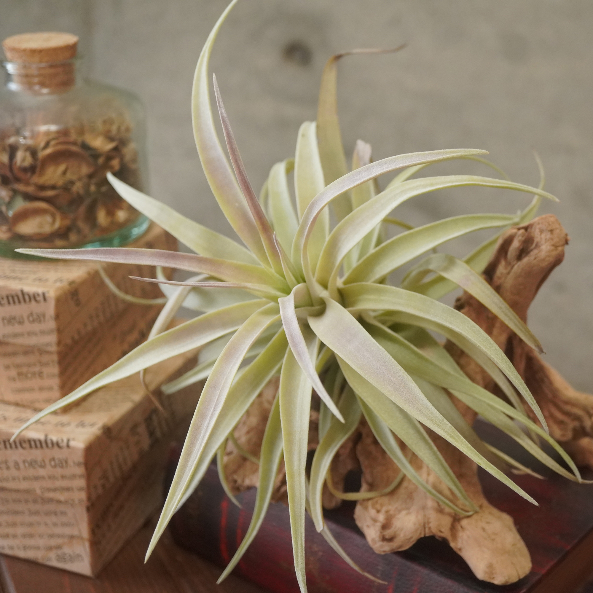 M*s様 現物　チランジア・ハリシー ＸＬ　花付き ハリシー XLサイズ 6号 | air-plants TENGU-DO