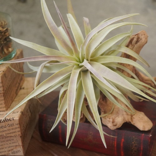 大き目サイズのチランジア・ハリシーXL◇グリーン ギフト エアー