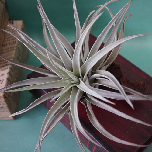 M*s様 現物　チランジア・ハリシー ＸＬ　花付き ハリシー大きめサイズ（Tillandsia harrisii ）銀葉種の代表的