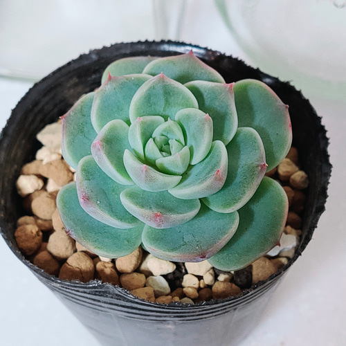送料無料】レッドベルベット【エケベリア 多肉植物 韓国苗 園芸