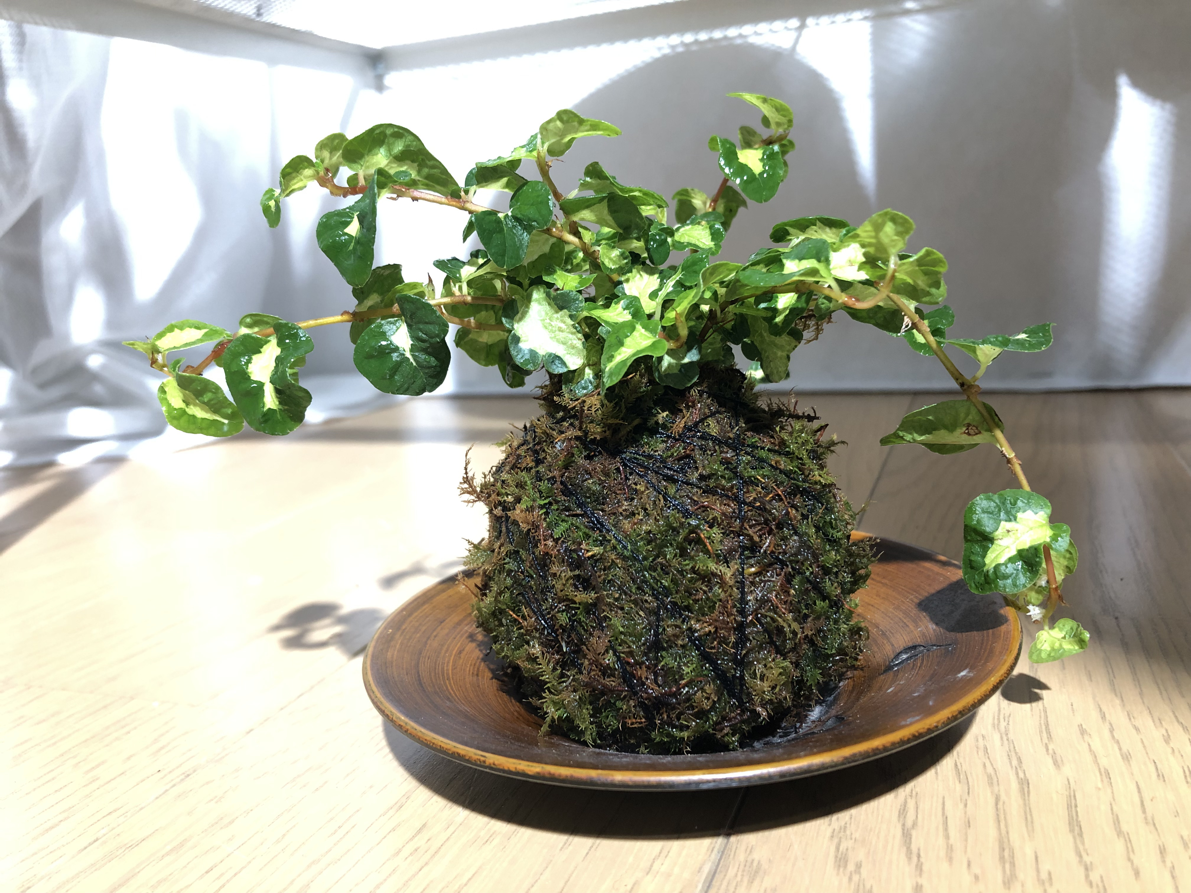 盆栽苔ヴィーガンブログチップveganblog blogtips mosseed 盆栽苔ヴィーガンブログチップveganblog mosseed blogtips