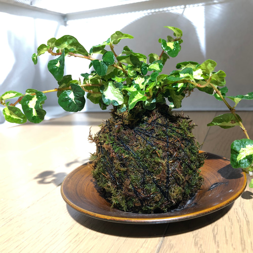 盆栽苔ヴィーガンブログチップveganblog blogtips mosseed 盆栽苔ヴィーガンブログチップveganblog blogtips mosseed 【公式通販】