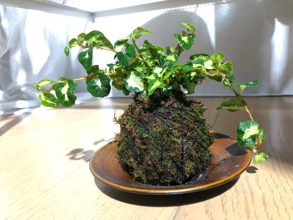 インテリア 超特大玉石果樹盆栽 送料込み 値段下げました インテリア