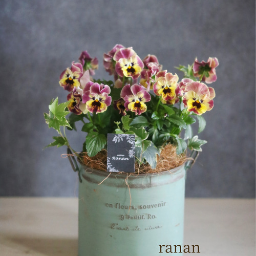 寄せ植え 花 フリルパンジー 送料込み 現品販売 花寄せ植え