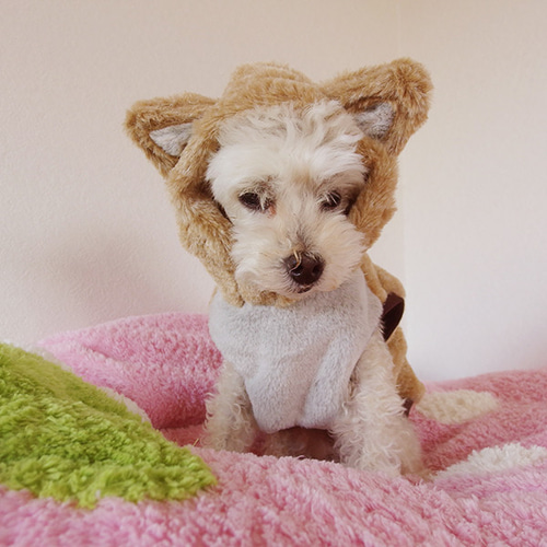 マロン様オーダー専用 223006739002_001.jpg