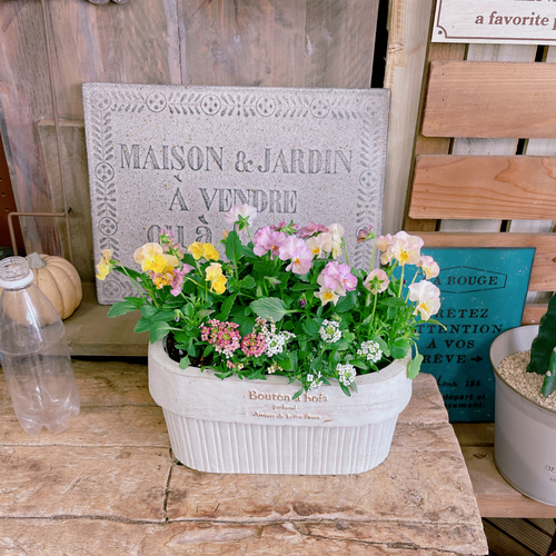 現品♡大人気【フリルビオラ 華あられガーデニング】長く楽しめる寄せ