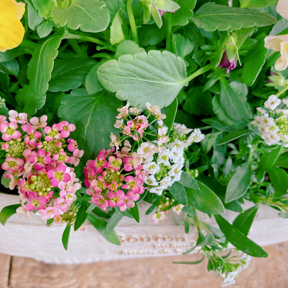 現品♡大人気【フリルビオラ 華あられガーデニング】長く楽しめる寄せ植え♡白系陶器鉢 6枚目の画像