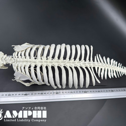 【受注生産】アメリカマナティー　縮小全身骨格レプリカ　1/5スケール　 10枚目の画像