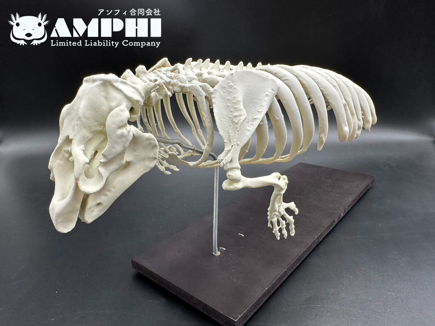 【受注生産】アメリカマナティー　縮小全身骨格レプリカ　1/5スケール