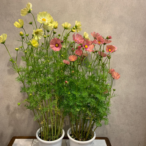 コスモスⅡセット M2 1970 Nissan Fairlady Z432 - Model Kit – JTSpecialty