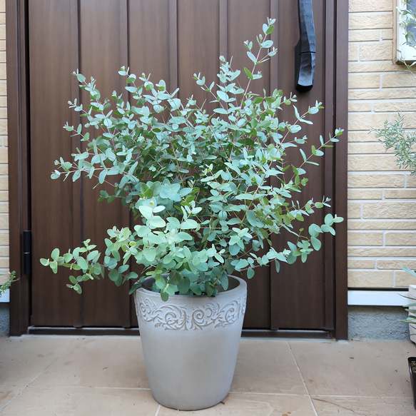 大きめ♪ユーカリグニー モダン鉢植え 大苗 シンボルツリー