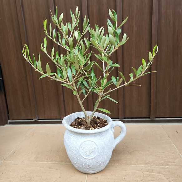 オリーブ エルグレコ お洒落テラコッタ鉢植え 苗 ウェルカムツリー