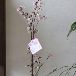 桜の木❤︎啓扇桜❤︎桜の鉢植え 2枚目の画像