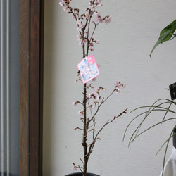 桜の木❤︎啓扇桜❤︎桜の鉢植え 3枚目の画像