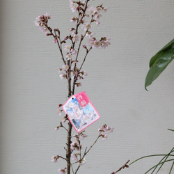 桜の木❤︎啓扇桜❤︎桜の鉢植え 4枚目の画像