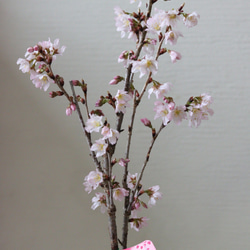 桜の木❤︎啓扇桜❤︎桜の鉢植え 1枚目の画像