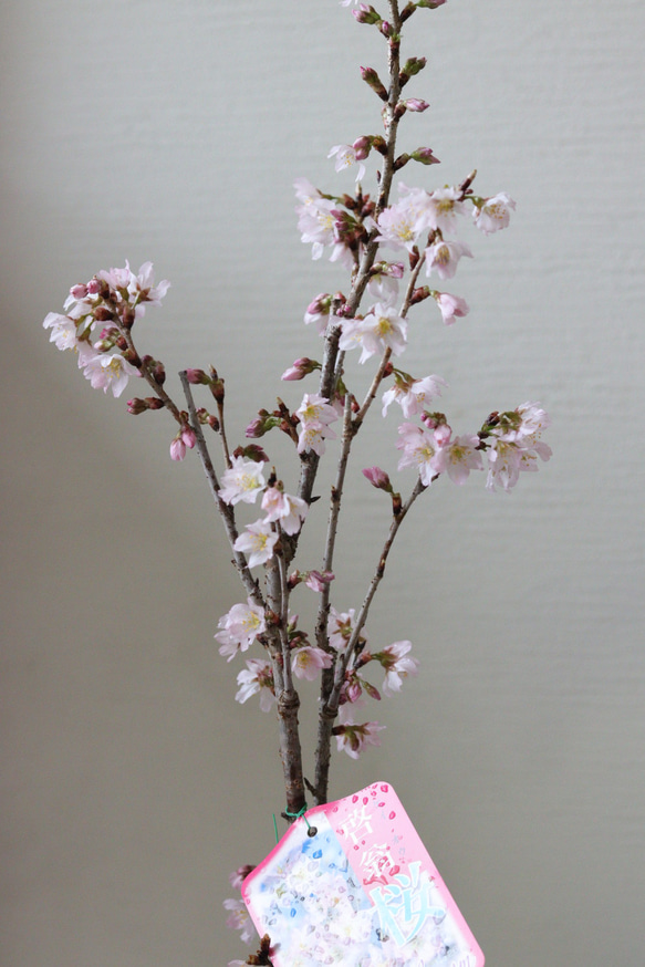 桜の木❤︎啓扇桜❤︎桜の鉢植え 1枚目の画像