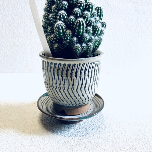 サボテン短毛丸　群生　子株付き　 鉢ごと発送 サボテン短毛丸 群生 子株付き 鉢ごと発送 サボテン短毛丸 群生 子株