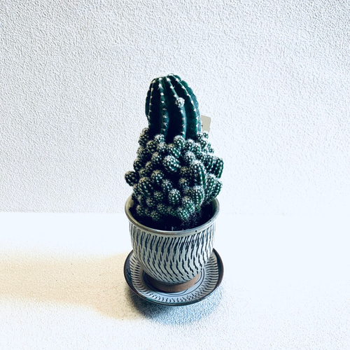 サボテン短毛丸　群生　子株付き　 鉢ごと発送 サボテン短毛丸 群生 子株付き 鉢ごと発送 サボテン短毛丸 群生 子株