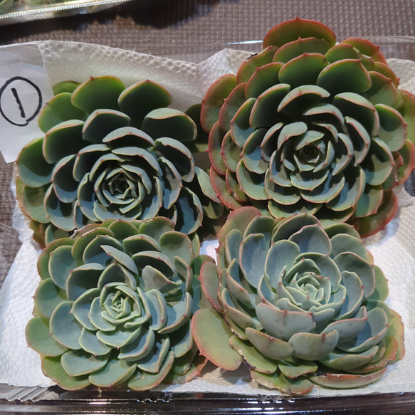 多肉植物 ①特大七福神カット苗 4個 その他インテリア雑貨 h.works935 