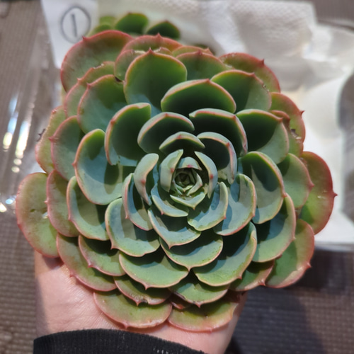 多肉植物 ①特大七福神カット苗 4個 その他インテリア雑貨 h.works935 