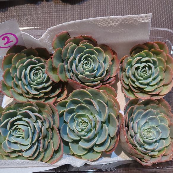 多肉植物 七福神②【抜き苗】