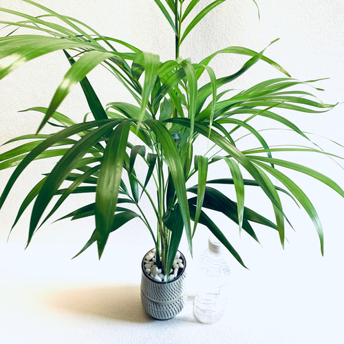 大型アレカヤシ 高さ140cm 観葉植物 ハイドロカルチャー 黒炭