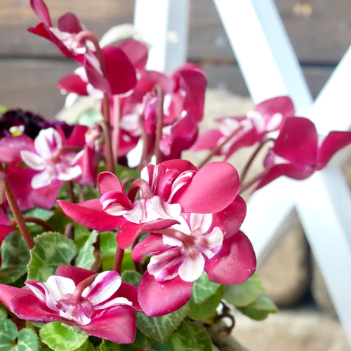 大人かわいいシクラメンとビオラのリース 春まで楽しめる アンティーク調な鉢に ビオラ ミルフル シクラメン