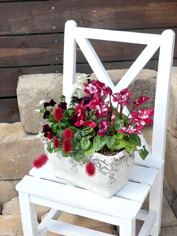 春まで楽しめる アンティーク調な鉢に ビオラ ミルフル シクラメン