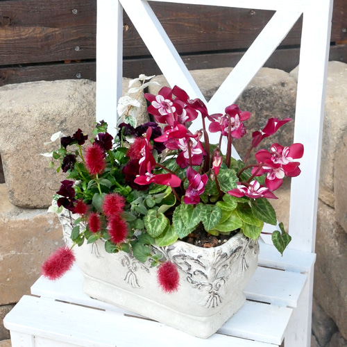 春まで楽しめる アンティーク調な鉢に ビオラ ミルフル シクラメン