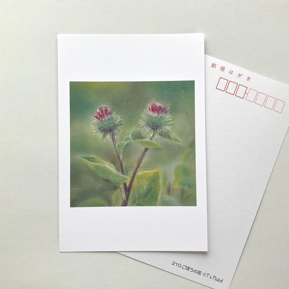 ２１０　選べるポストカード　やさいの花 ごぼう　5枚セット 1枚目の画像
