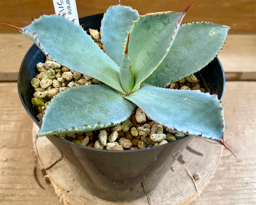 アガベ グアダラハラナ 多肉植物 plant life 通販 16763377｜Creema