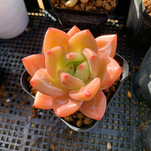 671.多肉植物 エケベリア属 オレンジシャンペーン（単）新入荷 美苗