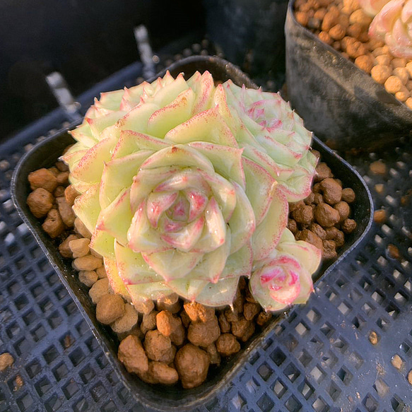 D2043 マッコス セデベリア 抜き苗 48株 多肉植物 エケベリア