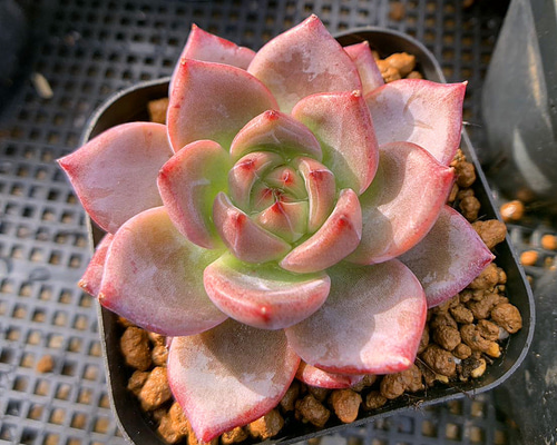 681.多肉植物 寄せ植え エケベリア属 ラブバーズ 単 新品種 抜き苗