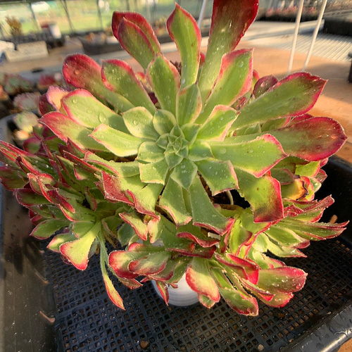 683.多肉植物 寄せ植え アエオニウム属 天合（群）特大 美苗 抜き苗